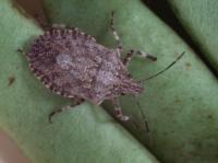 Adult rough stink bug on green beans, with a brown, speckled, shield-shaped body, alternating brown and red stripes along the side of the body, and brown and cream striped legs.