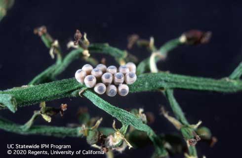 Eggs of rough stink bug, Brochymena sulcata, darken shortly before hatching.