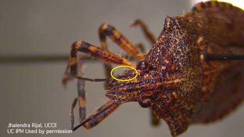 Adult rough stink bug, <i>Brochymena sulcata</i>, showing the characteristic tooth on the side of its head.