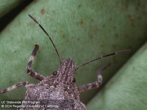 Antennae of adult rough stink bug, <i>Brochymena sulcata</i>.