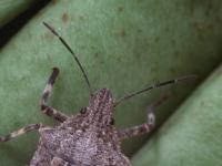 Close-up of rough stink bug head and antennae on green beans, with a brown, mottled head and brown antennae.