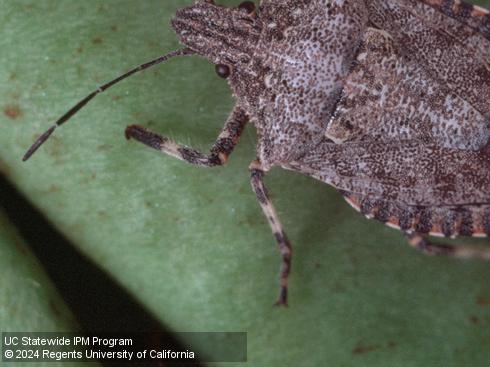 Legs of adult rough stink bug, <i>Brochymena sulcata</i>.