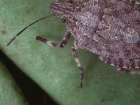 Close-up of the brown, mottled left side of an adult rough stink bug on unripe fruit, with alternating brown and red stripes along the edge of the body and brown and cream legs.