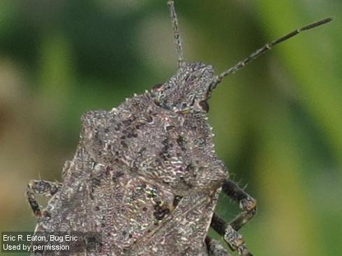 Shoulders of adult rough stink bug, <i>Brochymena sulcata</i>.