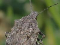 Close-up of the brown, bumpy, mottled, and serrated shoulders of an adult rough stink bug.