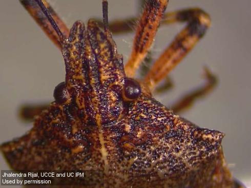 Head of adult rough stink bug, <i>Brochymena sulcata</i>.