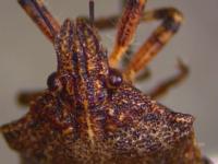 Close-up of the brown, mottled head of an adult rough stink bug, with large, brown eyes.