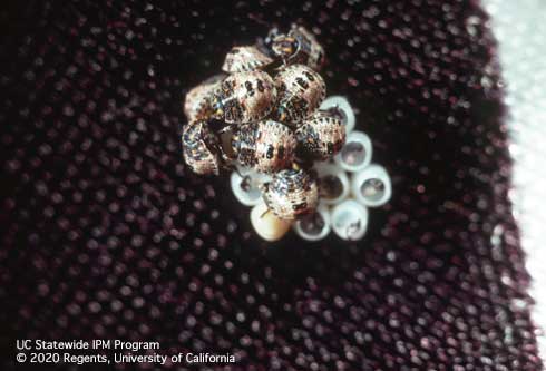 First instars (nymphs) of rough stink bug , Brochymena sulcata, and egg shells from which they just hatched.