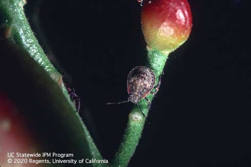 Older nymph of rough stink bug, Brochymena sulcata.