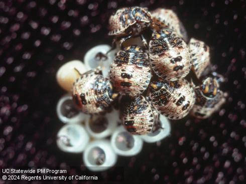 Eggs and first-instar nymphs of rough stink bug, <i>Brochymena sulcata</i>.