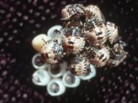 Several newly hatched blackish and pinkish white, round rough stink bug nymphs on top of white egg casings.