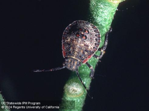 Older nymph of rough stink bug, <i>Brochymena sulcata</I>.