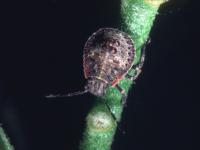 Rough stink bug nymph on green stem, with black and cream speckled stripes, red and black markings on the back, red and black markings along the edges of the body, and black legs with single stripe of brown.