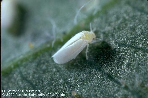 Adult sweetpotato whitefly, <i>Bemisia tabaci.</i>.