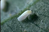 Sweetpotato whitefly