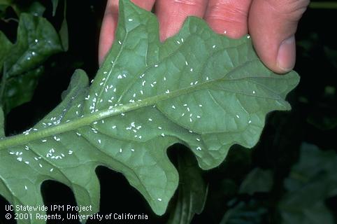 Adult silverleaf whitefly.