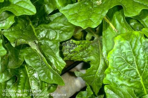 Foliar damage from silverleaf whitefly.