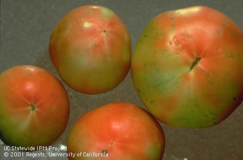 Irregular ripening to tomato due to silverleaf whitefly feeding.