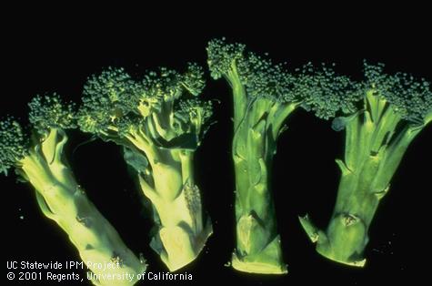 Broccoli whitestalk resulting from silverleaf whitefly feeding.