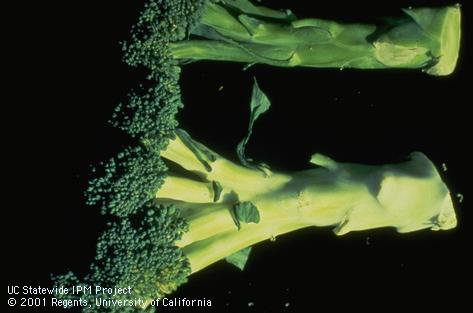 Broccoli whitestalk resulting from silverleaf whitefly feeding.