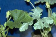 Healthy squash leaf (left) and silvering leaf caused by whitefly feeding.