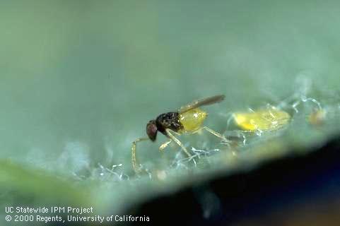 Pupae of Silverleaf whitefly.