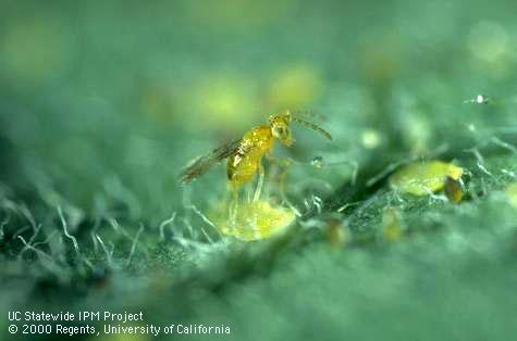 Adult female <i>Encarsia pergandiella</i> laying an egg in a nymph of sweetpotato whitefly, <i>Bemisia tabaci</i>.