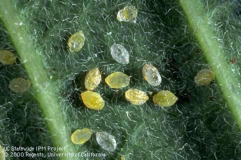 Pupae of sweetpotato whitefly, <i>Bemisia tabaci.</i>.