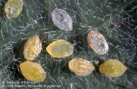 Pupae of Silverleaf whitefly.