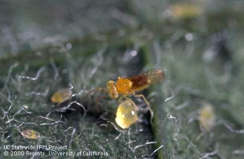 Adult female parasitic wasp, <i>Encarsia pergandiella</i>, and silverleaf whiteflies, <i>Bemisia tabaci</i> 'B' biotype =<i>B. argentifolii</i>, on which it preys.