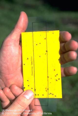 Density counting template for silverleaf whitefly.