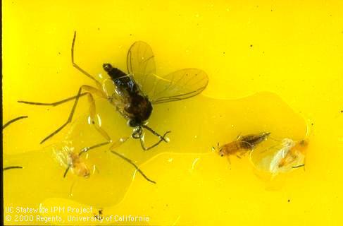 Adult fungus gnat (left), thrips (center), and whitefly (right) in yellow sticky trap.