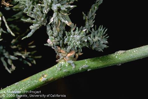 Adult asparagus aphid.