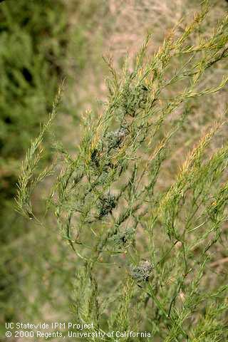 Crop damaged by asparagus aphid.