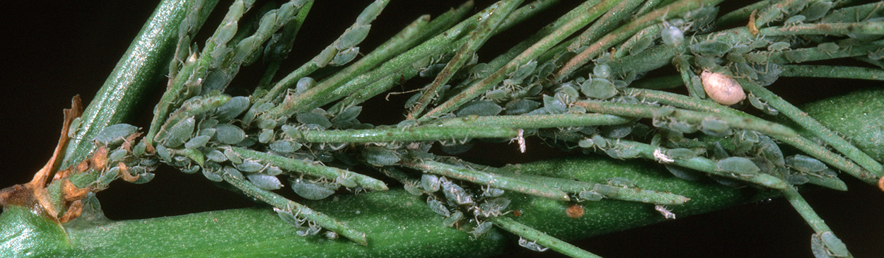 European asparagus aphid colony.