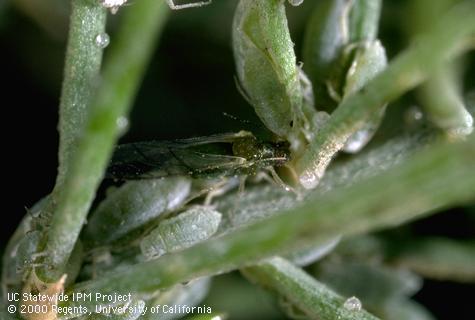 Nymph of asparagus aphid.