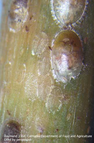 Bamboo pit scale, <i>Bambusaspis bambusae,</i> adults and nymphs.