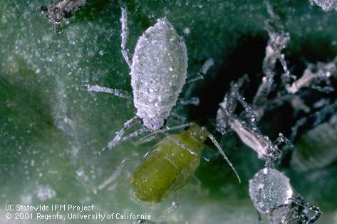 Adult cabbage aphid.