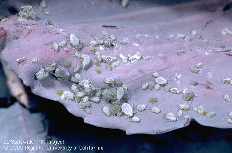 Adult cabbage aphid.