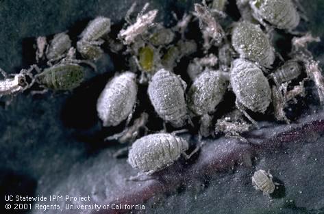 Colony of cabbage aphids.