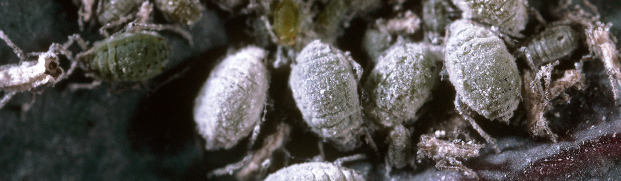 Colony of cabbage aphids.