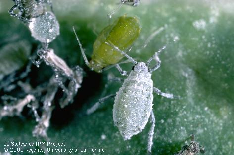 Adult cabbage aphid.