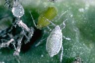 Cabbage aphid wingless adult.