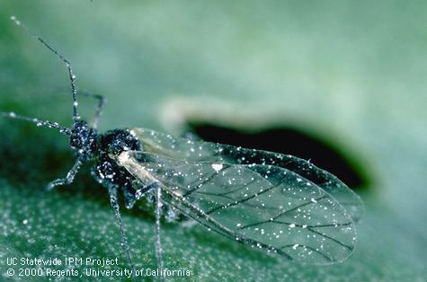 Adult cabbage aphid.