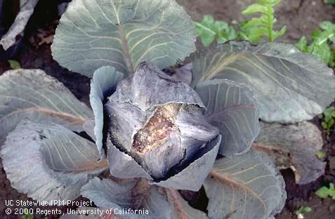 Cabbage aphid damage showing infestation and crinkled new leaves.