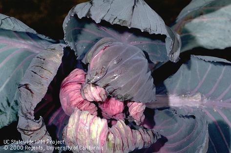 Crop damaged by cabbage aphid.