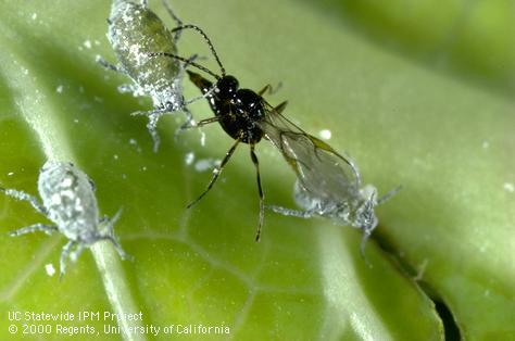 Cabbage aphid.