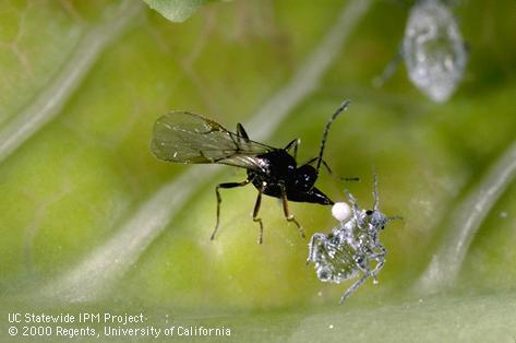 Cabbage aphid.