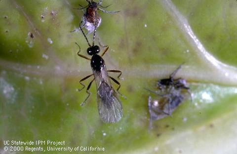 Cabbage aphid.