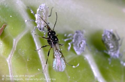 Adult female parasitic wasp, Diaeretiella rapae, laying an egg in a nymph of cabbage aphid, Brevicoryne brassicae.